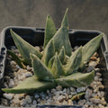 Ariocarpus trigonus