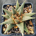 Ariocarpus trigonus