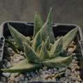 Ariocarpus trigonus