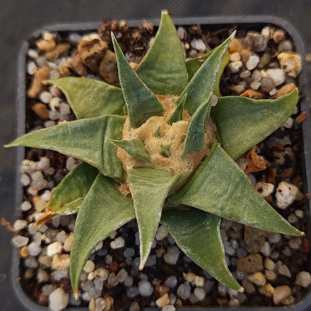 Ariocarpus trigonus elongatus v horacekii
