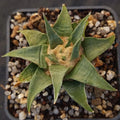 Ariocarpus trigonus elongatus v horacekii
