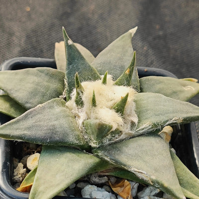 Ariocarpus trigonus elongatus v horacekii