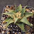 Ariocarpus trigonus elongatus v horacekii