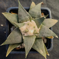Ariocarpus trigonus elongatus v horacekii