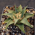Ariocarpus trigonus elongatus v horacekii