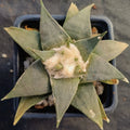 Ariocarpus trigonus elongatus v horacekii