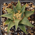 Ariocarpus trigonus elongatus v horacekii