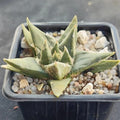 Ariocarpus trigonus