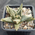 Ariocarpus trigonus