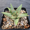Ariocarpus trigonus