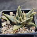 Ariocarpus trigonus