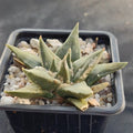 Ariocarpus trigonus