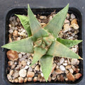 Ariocarpus trigonus
