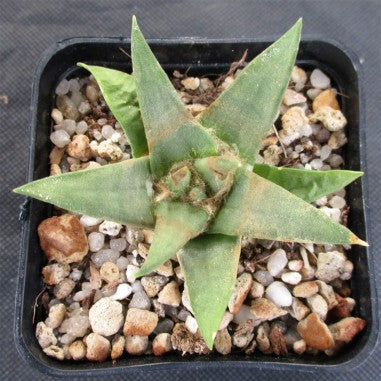Ariocarpus trigonus