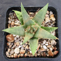 Ariocarpus trigonus