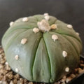 Astrophytum asterias CV FUKURYU STAR