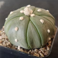 Astrophytum asterias CV FUKURYU STAR