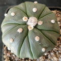 Astrophytum asterias CV FUKURYU STAR