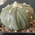 Astrophytum asterias CV FUKURYU STAR