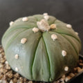 Astrophytum asterias CV FUKURYU STAR