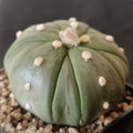 Astrophytum asterias CV FUKURYU STAR