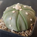 Astrophytum asterias CV FUKURYU STAR