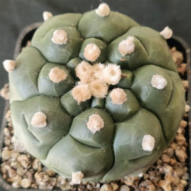 Astrophytum asterias „CV KIKO“