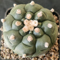 Astrophytum asterias „CV KIKO“