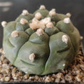 Astrophytum asterias “CV KIKO”