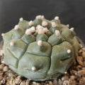 Astrophytum asterias “CV KIKO”