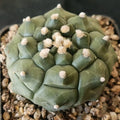 Astrophytum asterias “CV KIKO”