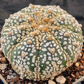 Astrophytum asterias “CV SUPERKABUTO