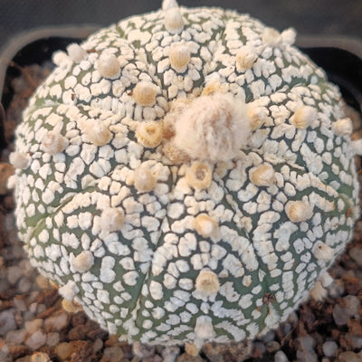 Astrophytum asterias “CV SUPERKABUTO