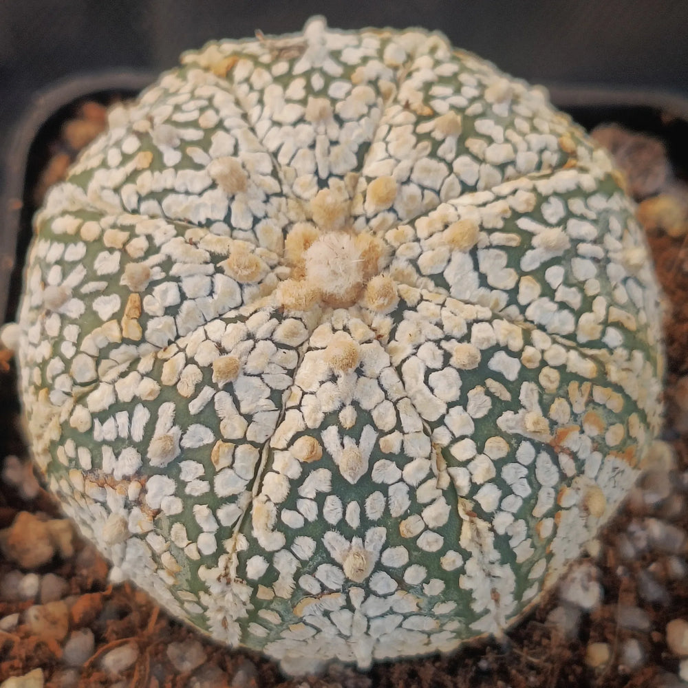 Astrophytum asterias “CV SUPERKABUTO