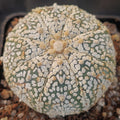 Astrophytum asterias “CV SUPERKABUTO