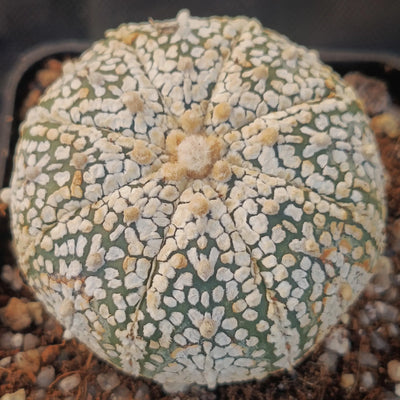 Astrophytum asterias “CV SUPERKABUTO