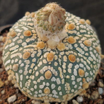 Astrophytum asterias “CV SUPERKABUTO ”