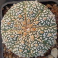 Astrophytum asterias “CV SUPERKABUTO