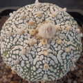 Astrophytum asterias “CV SUPERKABUTO