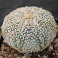 Astrophytum asterias “CV SUPERKABUTO