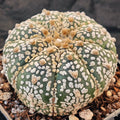 Astrophytum asterias “CV SUPERKABUTO