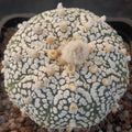 Astrophytum asterias “CV SUPERKABUTO