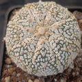 Astrophytum asterias “CV SUPERKABUTO