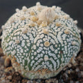 Astrophytum asterias “CV SUPERKABUTO