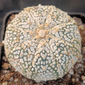 Astrophytum asterias “CV SUPERKABUTO