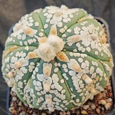 Astrophytum asterias “CV SUPERKABUTO 6 RIBS FUKURYU BIG DOT V-AUREOLE SUPER SELECTED