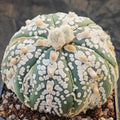 Astrophytum asterias “CV SUPERKABUTO 6 RIBS FUKURYU BIG DOT V-AUREOLE SUPER SELECTED