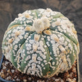 Astrophytum asterias “CV SUPERKABUTO 6 RIBS FUKURYU BIG DOT V-AUREOLE SUPER SELECTED