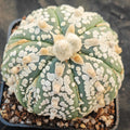 Astrophytum asterias “CV SUPERKABUTO 6 RIBS FUKURYU BIG DOT V-AUREOLE SUPER SELECTED