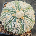 Astrophytum asterias “CV SUPERKABUTO 6 RIBS FUKURYU BIG DOT V-AUREOLE SUPER SELECTED